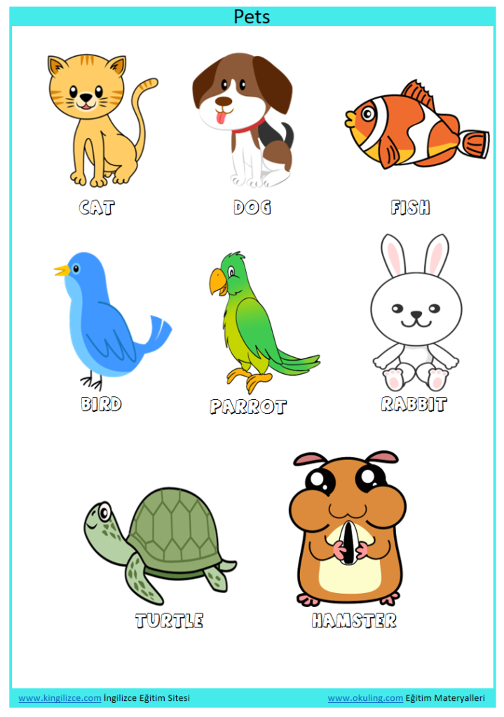 Pets İngilizce Evcil Hayvanlar Kingilizce